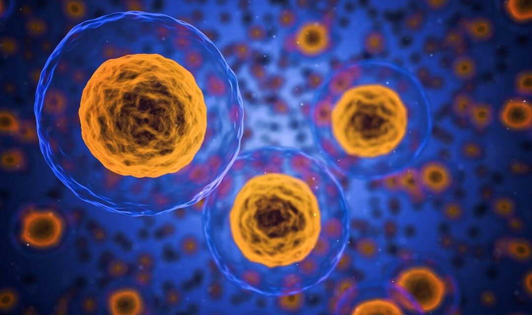 Che dire sulle cellule staminali?