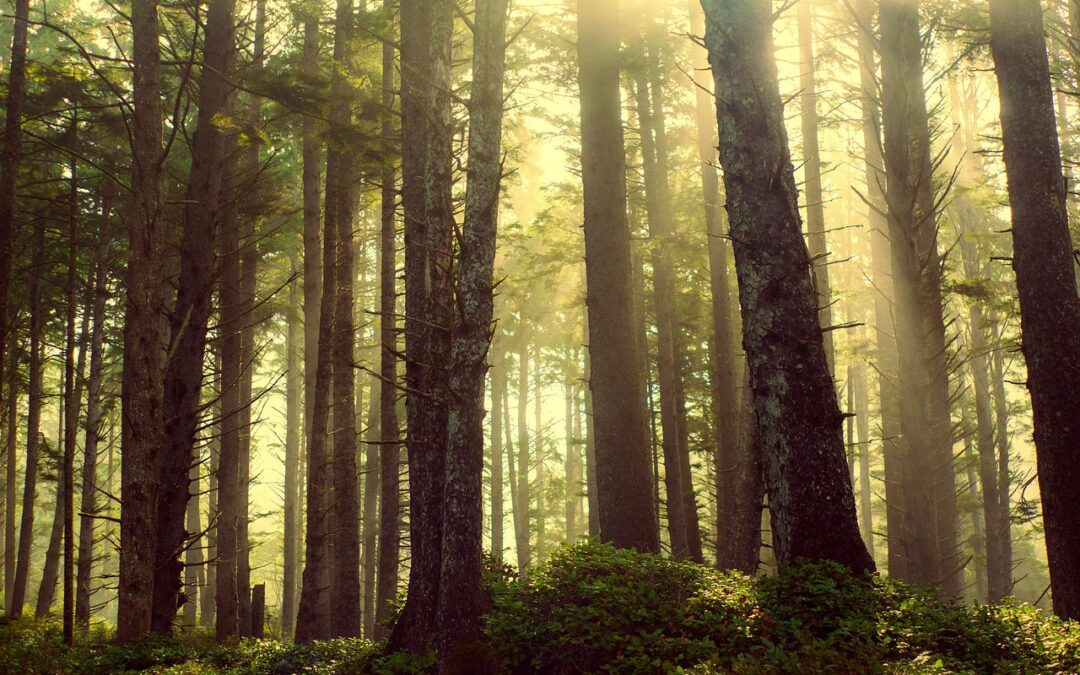 Dio e Natura – All’inizio, Dio